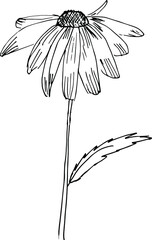 Echinacea drawing. A sketch of a flower.