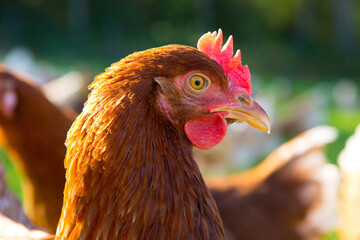 Huhn, Hühner