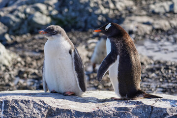 gentoo penguin with chick in antarctica