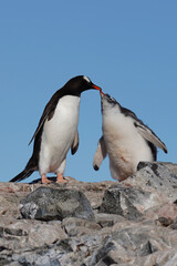 Fototapeta premium gentoo penguin with chick in antarctica