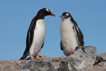 gentoo penguin with chick in antarctica
