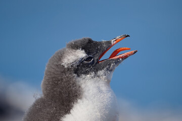 penguin chick with open beak and tongue © hrathke