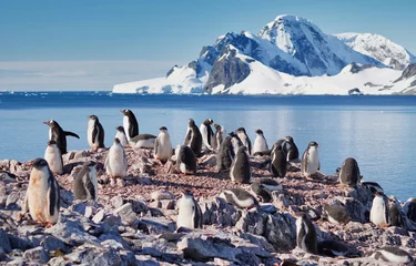 Poster gentoo penguin group in antarctica © hrathke