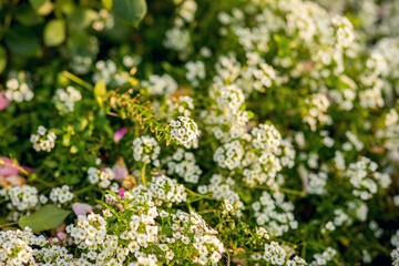 White flowers on a green background. Selective focus. Copy space.