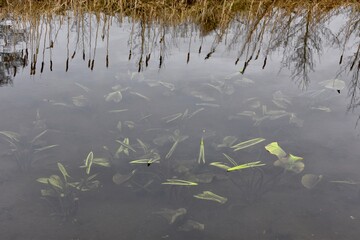 lily pads in Irish canal