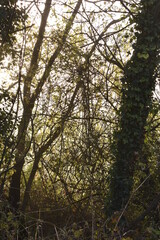 Beautiful Sunrise in Irish Countryside