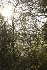 Beautiful Sunrise in Irish Countryside