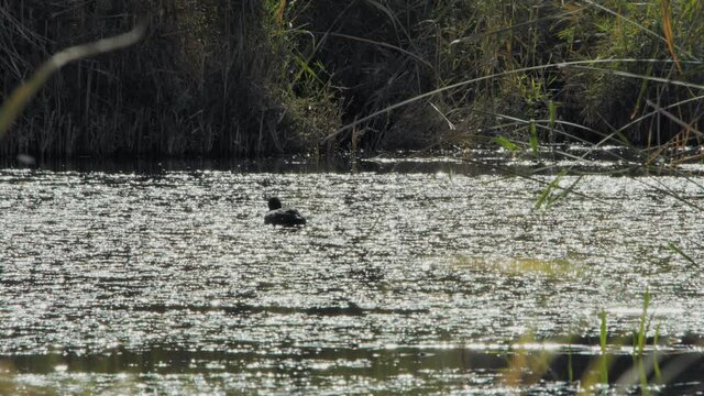 Close view, duck feeds in Azraq Wetland Reserve with sun reflections on water, Jordan. 4K