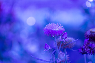 Purple flowers on a blue background. The flower is immortelle. Nature. Selective focus.