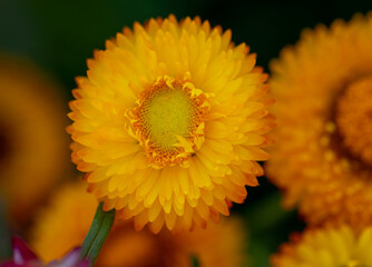 Yellow flowers on a green background. The flower is immortelle. Nature.