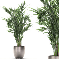Fototapeta premium palm tree in a pot isolated on white background 
