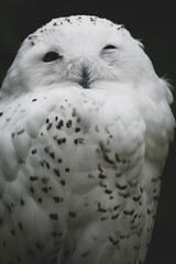 Schneeeule