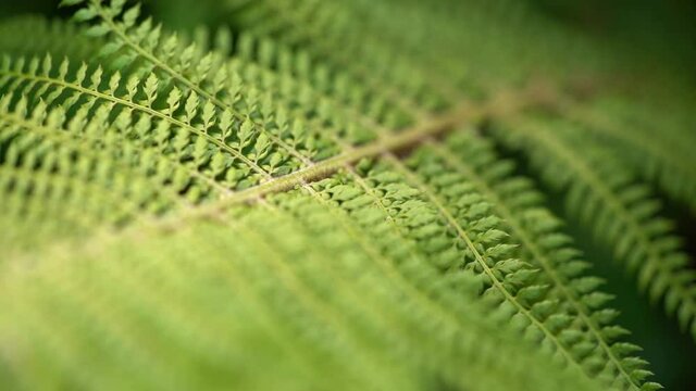 close up of fern