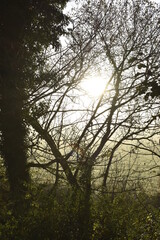 Beautiful Sunrise in Irish Countryside