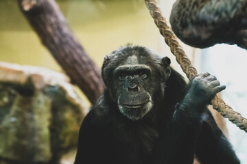 Schimpanse II