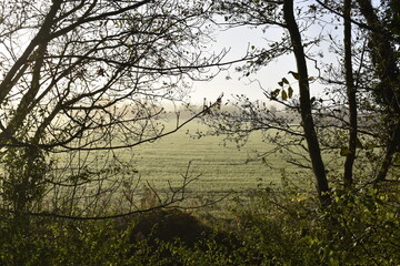Naklejka premium Fresh Morning Irish Countryside
