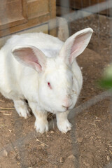 Coniglio bianco