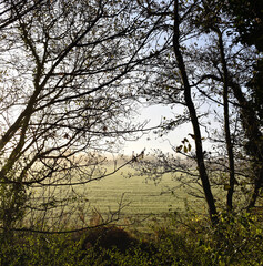 Fresh Morning Irish Countryside