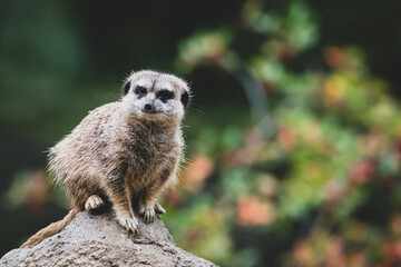 Erdmännchen im Zoo II