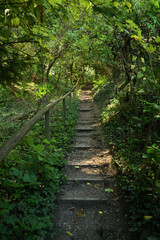 Ein Weg mit Stufen in einem dichten Wald