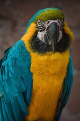 Blue & Yellow Macaw! It is a large South American parrot whose wings & tail are blue, while the under parts are yellow or golden. It also has a green forehead, a white face & a black beak.