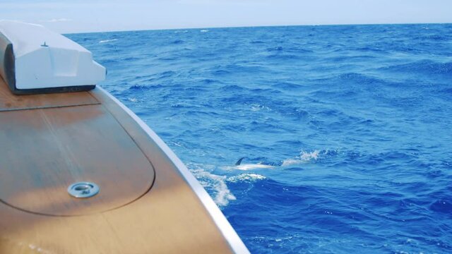 Fisherman waiting to retrieve yellowfin tuna from water with gaff hook