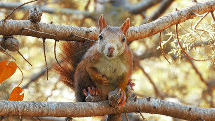 Squirrel in the branches of a tree in autumn