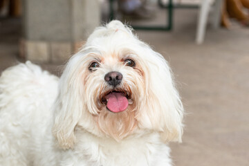 Cane bianco
