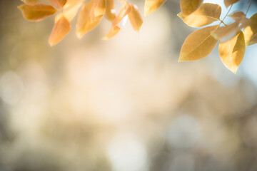 Nature of autumn leaf on blurred background in garden using as background natural autumn plants landscape wallpaper