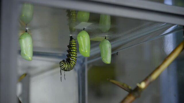 Monarch caterpillar prepares to molt and create a chrysalis while hanging next to three Monarch chrysali.