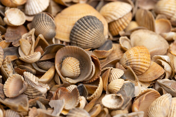 Sea shells background. Macro shot. Selective focus.