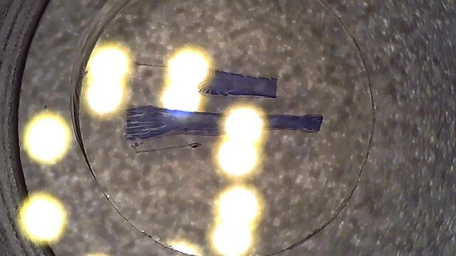 Microscope Human Skeletal Muscle 250x to 1000x