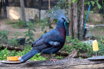 Victoria crowned pigeon (Goura victoria) standing on driftwood with food