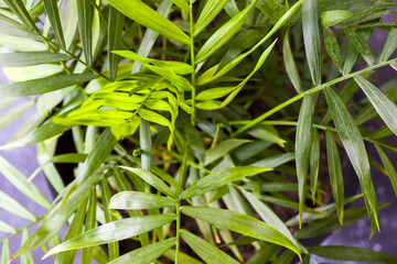 Indoor palm tree, Chrysalidocarpus Lutescens Areca plants, home decor air plants