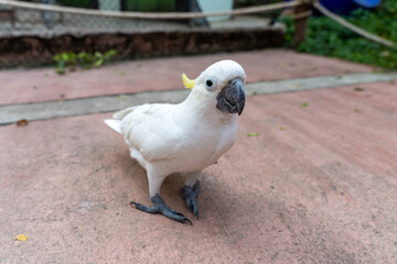 Sulphur-crested cockatoo (Cacatua galerita) walking on ground