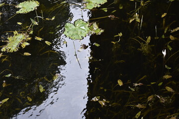 Foggy Dawn at Irish Canal