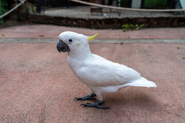 Sulphur-crested cockatoo (Cacatua galerita) walking on ground