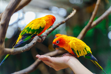 Sun parakeet (Aratinga solstitialis) eating food from human's hand