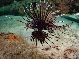 Lionfish