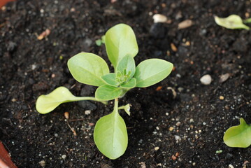plant in soil