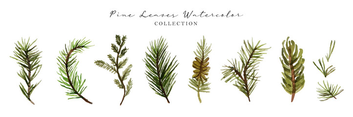 Pine Leaves Watercolor