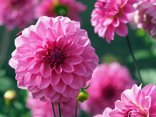 Pink Dahlias