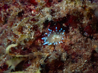 Crested aeolis