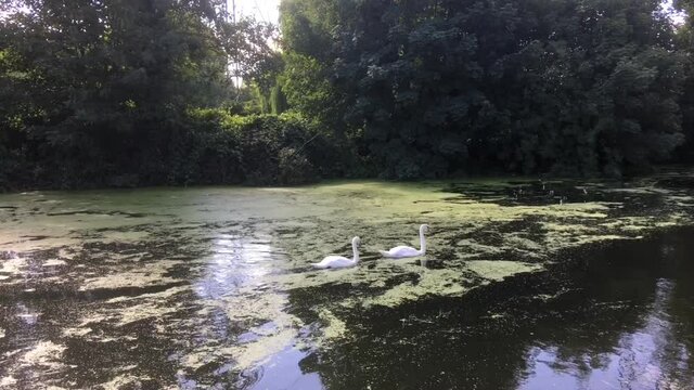 two swans on the canal waterfront