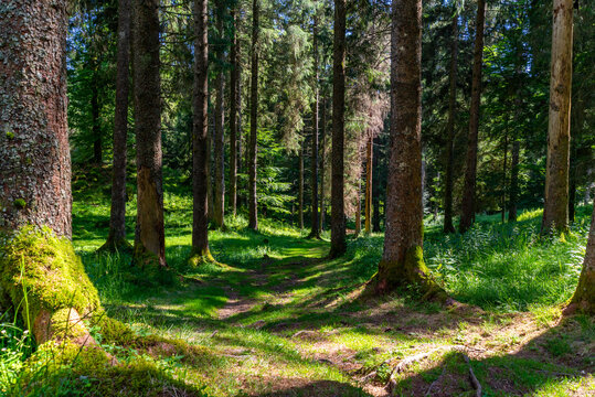 foresta Cansiglio Vaia