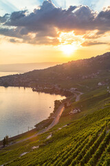 Vineyards in Lavaux region, Switzerland