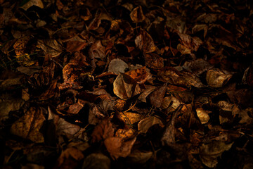 Black brown orange gold autumn background. Dark texture of dry fallen leaves. Copy space.