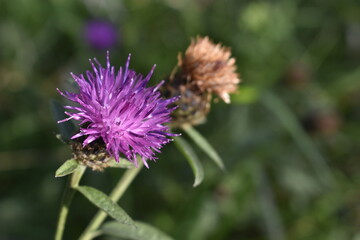 wild flower purple thistle