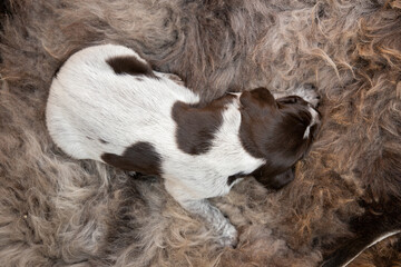 German Drathaar breed puppy. Beautiful dog.