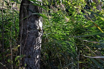 beautiful nature at sunset